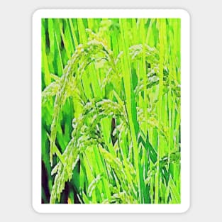 close-up green rice grain Magnet